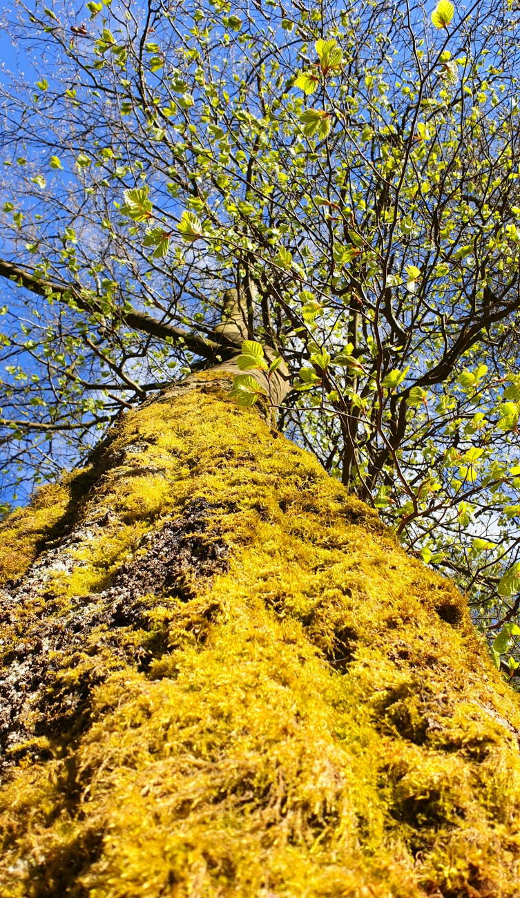 Foto: Martin Zehrer - Ein vermooster Baum...  