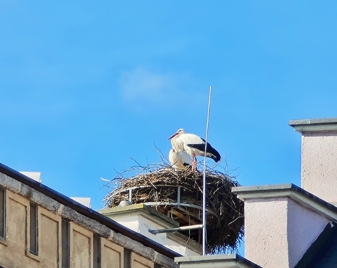 Foto: Jennifer Müller - Kemnaths Störche genießen die Frühlingssonne.  