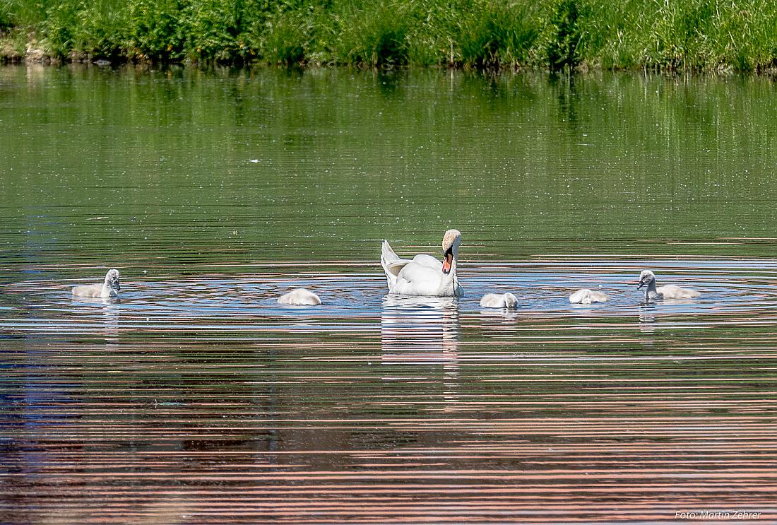 Foto: Martin Zehrer - Schwanen-Mama unterwegs mit den Küken... 