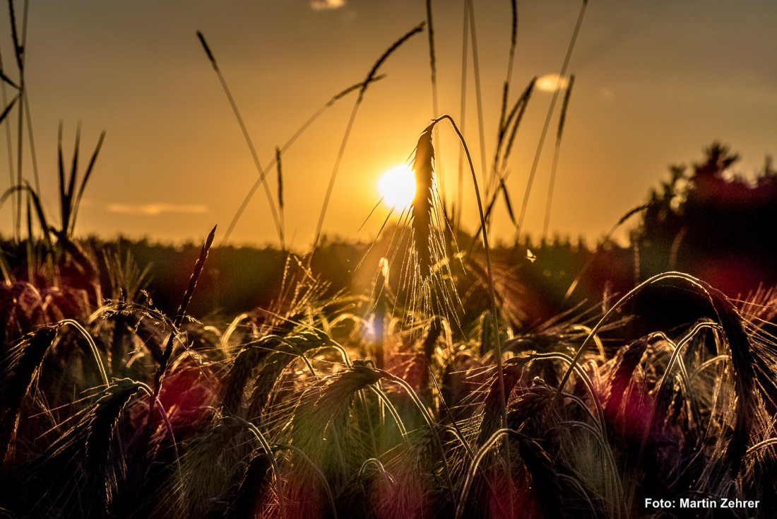 Foto: Martin Zehrer - Sonnenuntergang über einem Acker bei Anzenstein, in der Nähe von Neusteinreuth. 