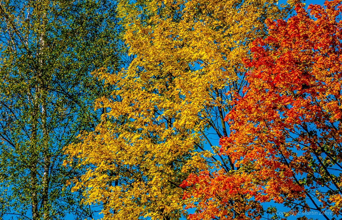 Foto: Martin Zehrer - 11. Oktober 2015 - Es ist Herbst, aber ein wunderschöner ;-) 