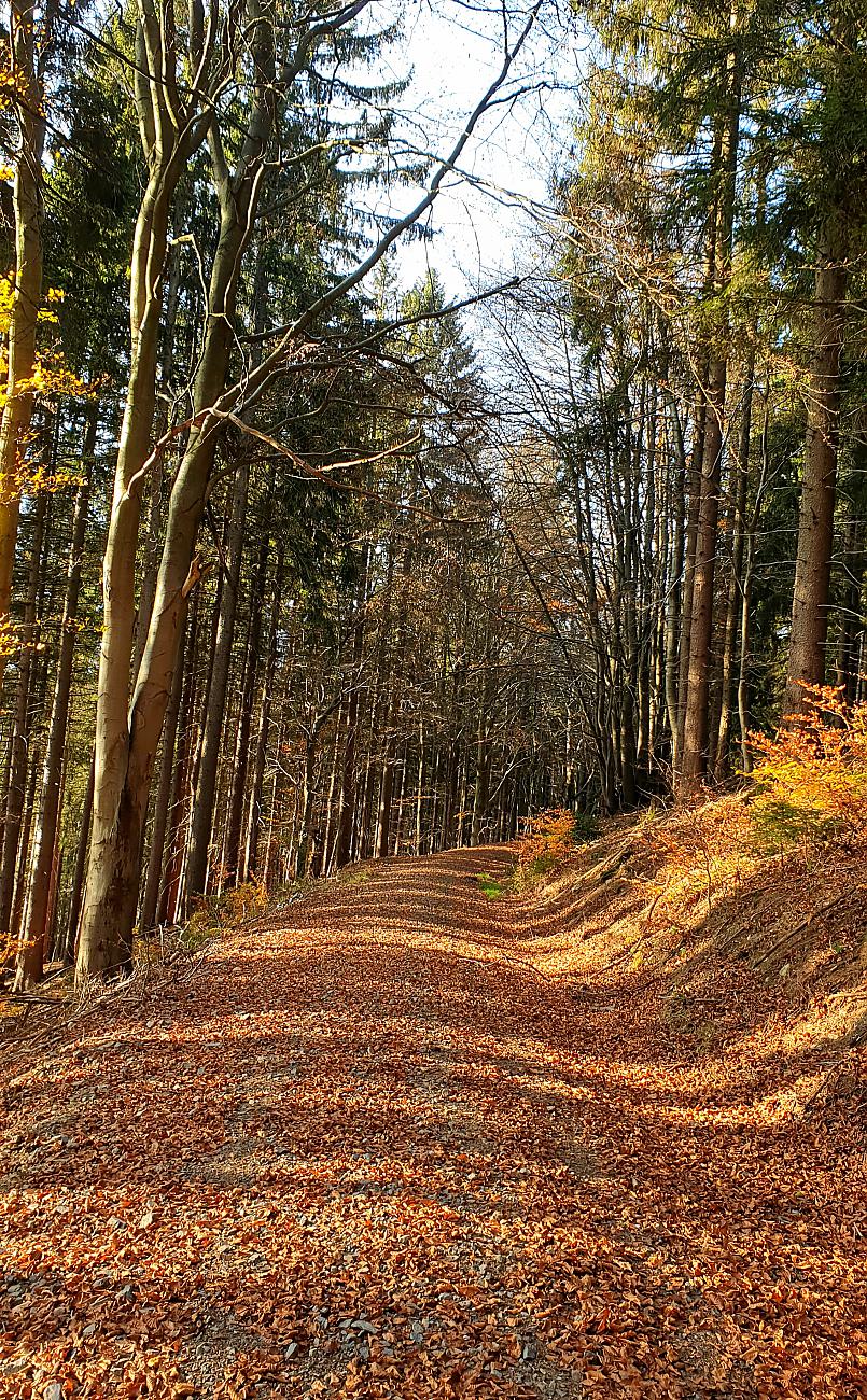 Foto: Martin Zehrer - Hammer-Wetter am 7. November 2020<br />
<br />
Die Wanderung ging von Godas nach Waldeck, von dort quer durch den Wald hinauf zum Zisslar-Hut bei Zwergau und dann wieder nach Godas 