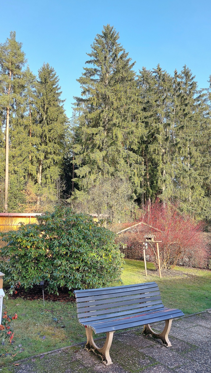 Foto: Martin Zehrer - 17. Dezember 2023, der Schnee ist fort... Die Sonne scheint,  ca. +5 Grad warm, das Grün überwiegt.<br />
Wie ein kleiner Frühling  :-) 