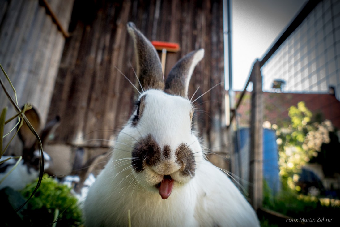 Foto: Martin Zehrer - Blääää... Hase bleckt Zunge heraus ;-) 