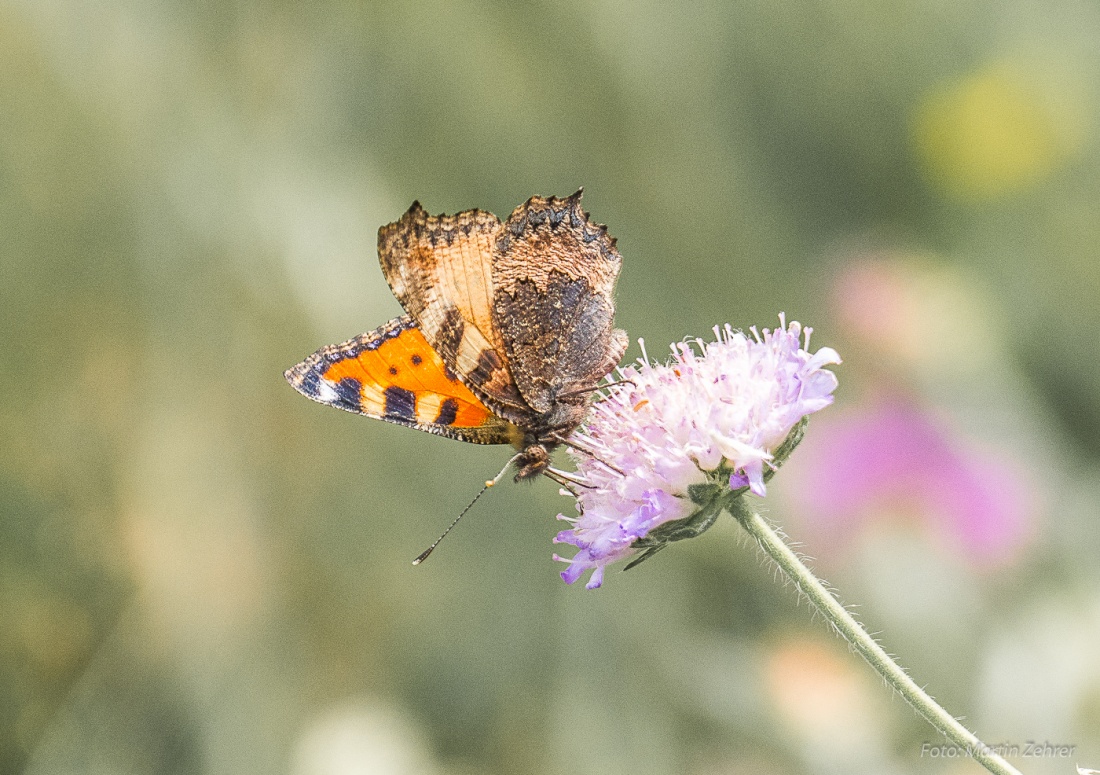 Foto: Martin Zehrer - Einer von Vielen und doch jeder einzigartig - Ein Schmetterling auf einer relativ unberührten Wiese auf dem Armesberg... 9. Juli 2017 