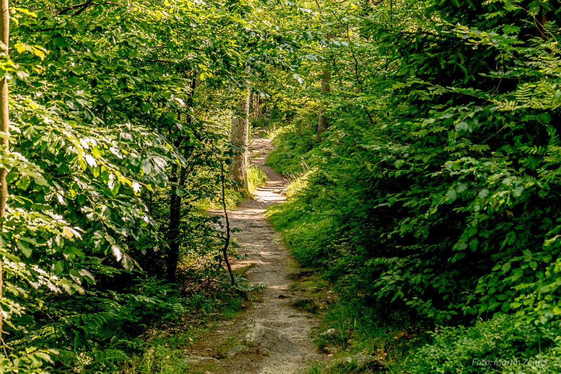 Foto: Martin Zehrer - Ein kleiner Wanderweg. Mitten durch den Zauber-Steinwald. 