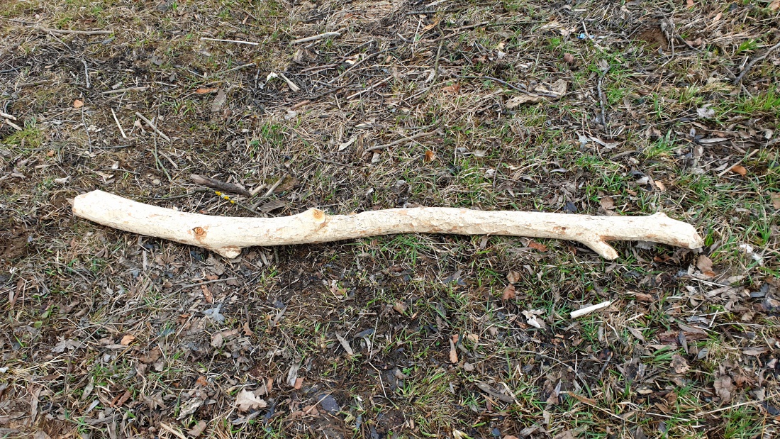 Foto: Martin Zehrer - Ein Ast liegt da mitten in der Wiese. Der Biber war drüber... 