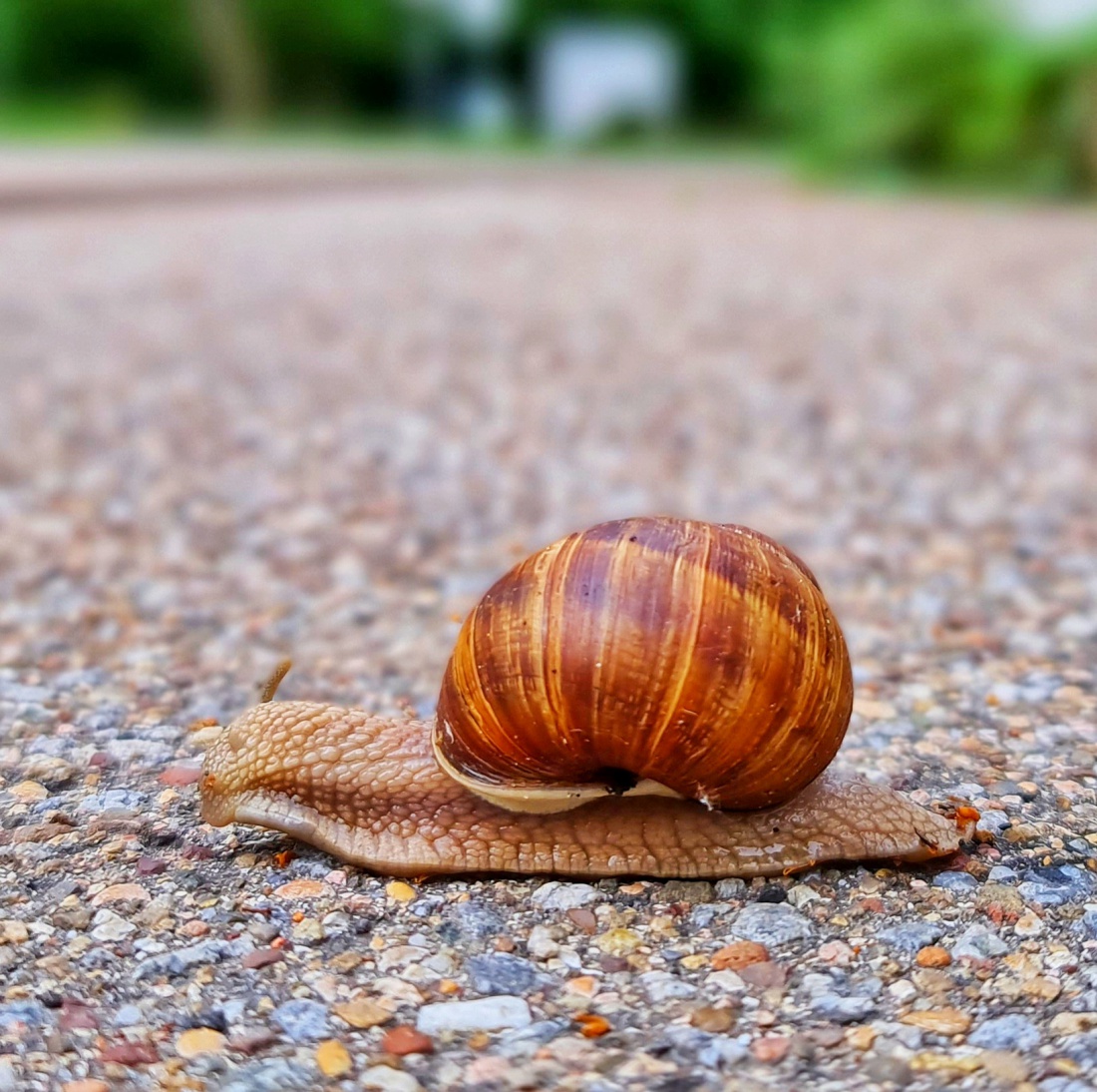 Foto: Jennifer Müller - Schnecke... husch-husch wars weg ;-) 