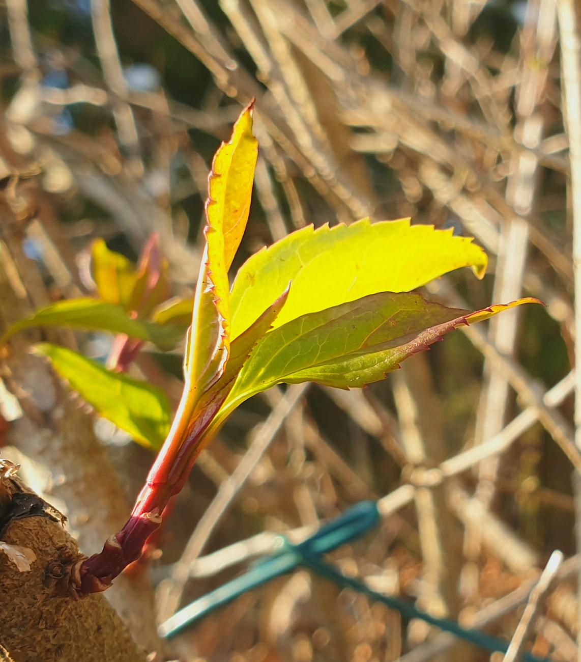 Foto: Martin Zehrer - 10. Januar 2021 in Kemnath - Die Blätter grünen und treiben schon wieder... 