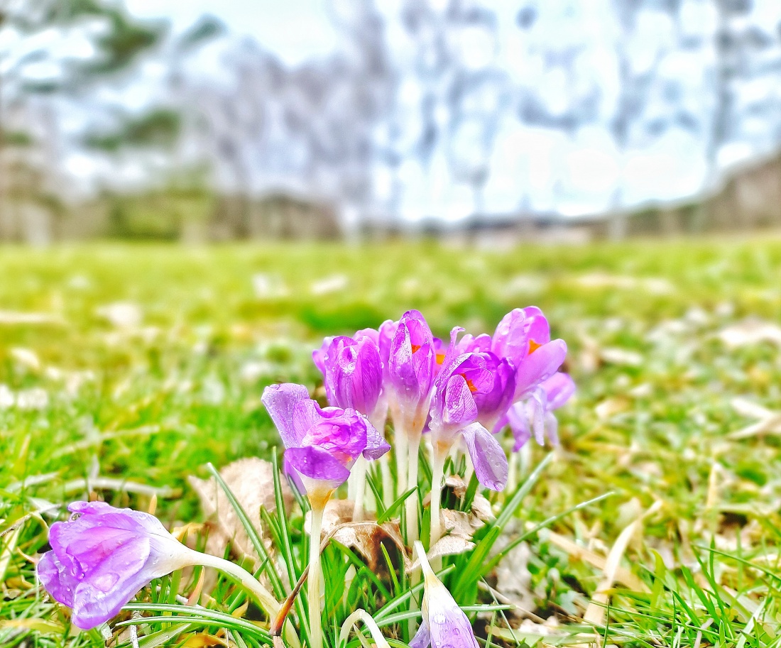 Foto: Jennifer Müller - Frühling... was brauchts der Worte mehr... :-) 