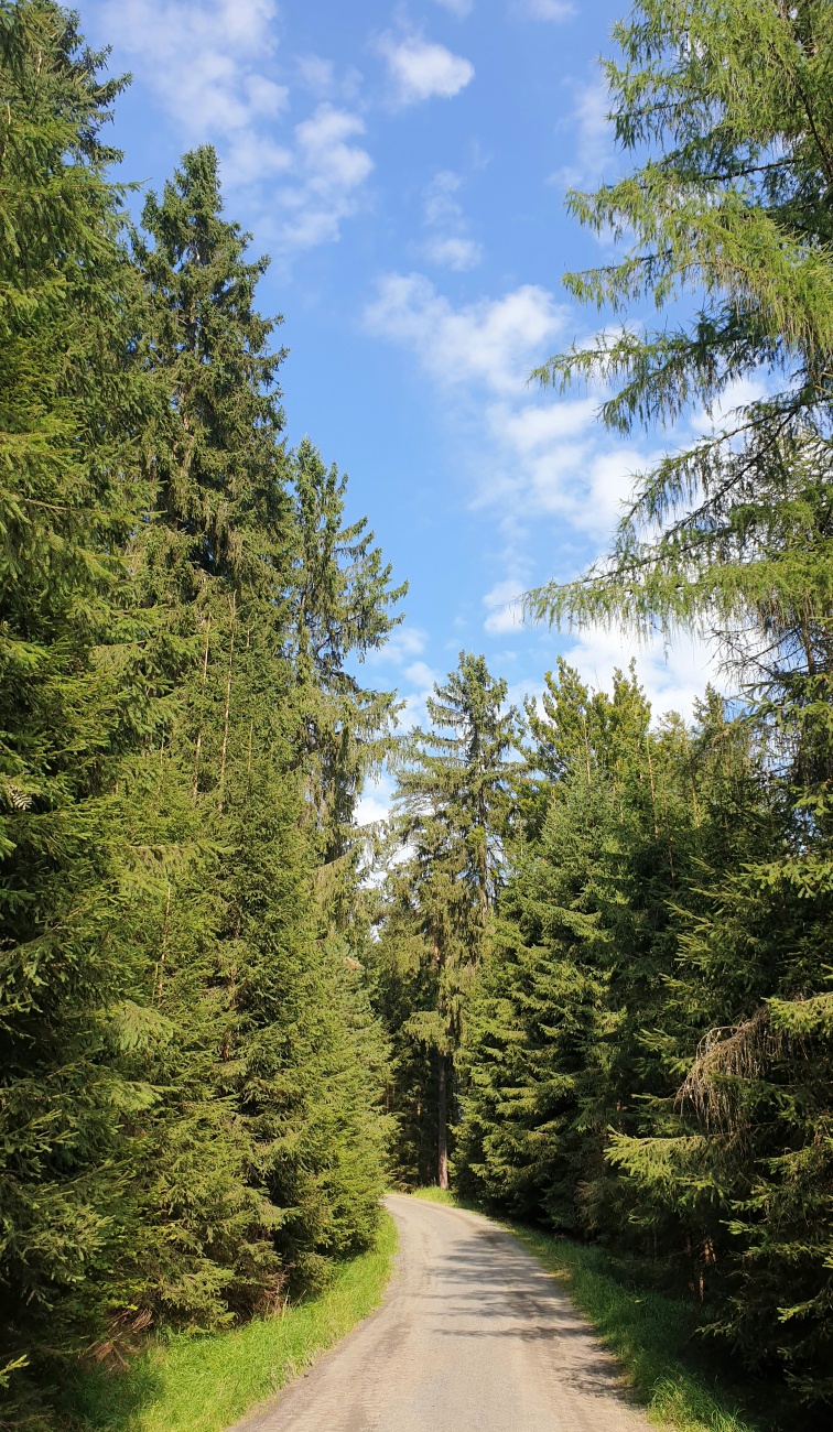 Foto: Martin Zehrer - Perfektes Vormittags-Wetter auf dem Weg zur Burgruine Weißenstein... 