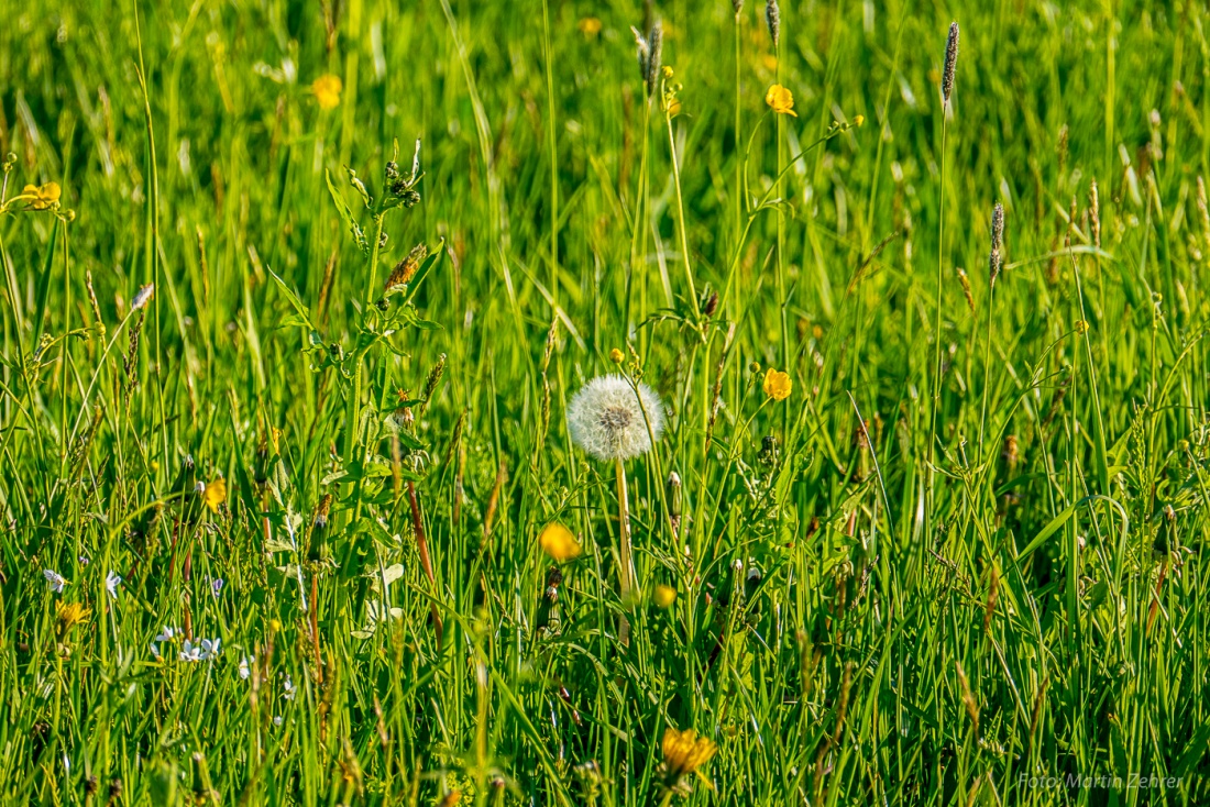 Foto: Martin Zehrer - Pusteblume :-) 