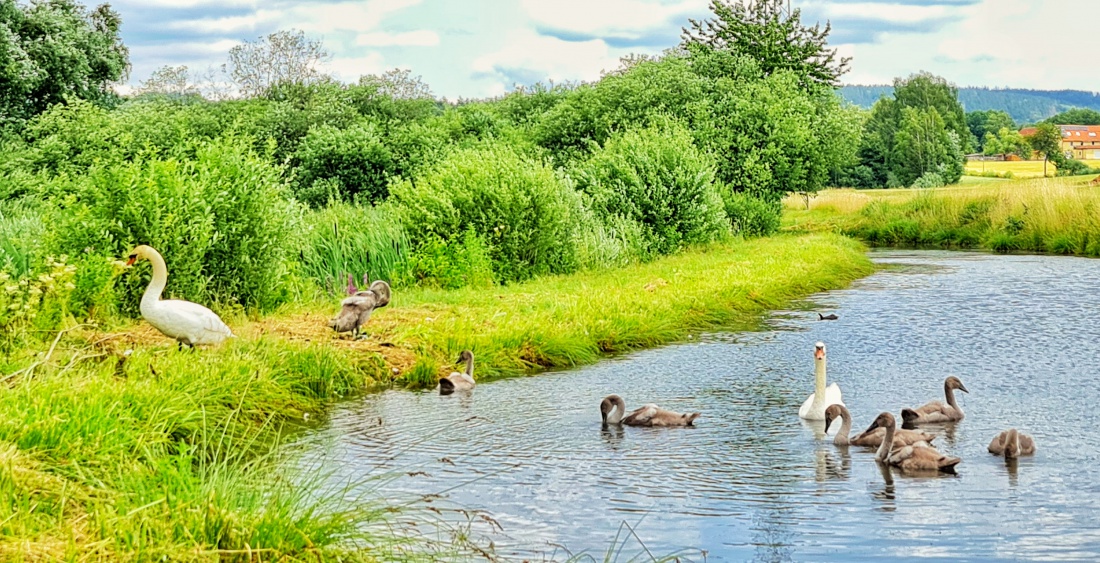 Foto: Jennifer Müller - Familie Schwan beim Federn-Pflegen zwischen Kemnath und Eisersdorf.  