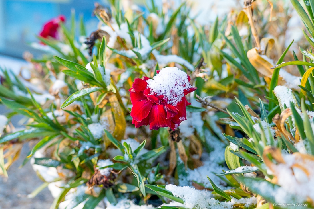 Foto: Martin Zehrer - Frühlingsbote oder winterfest? Diese Blume hängt an einem Brückengeländer in Kemnath...<br />
<br />
2. Januar 2019 