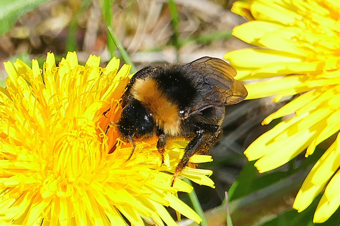 Foto: Martin Zehrer - Hummel auf Löwenzahn... 