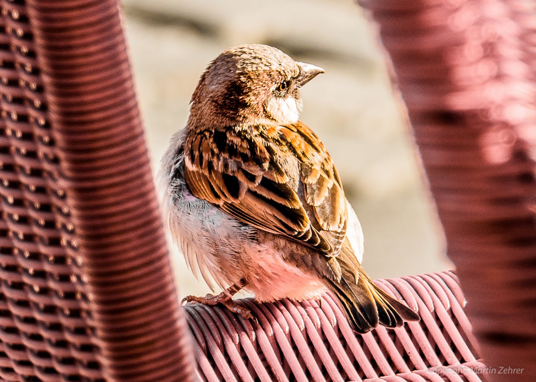 Foto: Martin Zehrer - Ein Vogel macht Rast in der Eisdiele Roberto in Kemnath. 