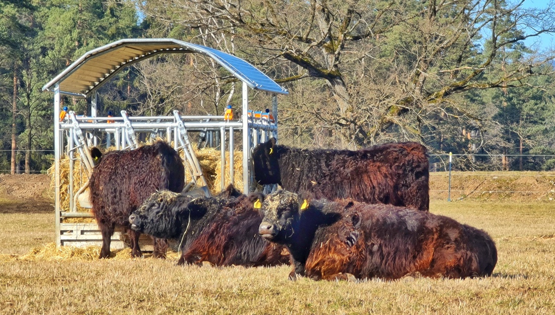 Foto: Jennifer Müller - Unterwegs rund um die Tauritzmühle... Auch die Galloway-Rinder lassen sich die Sonne auf den Pelz scheinen ;-) 