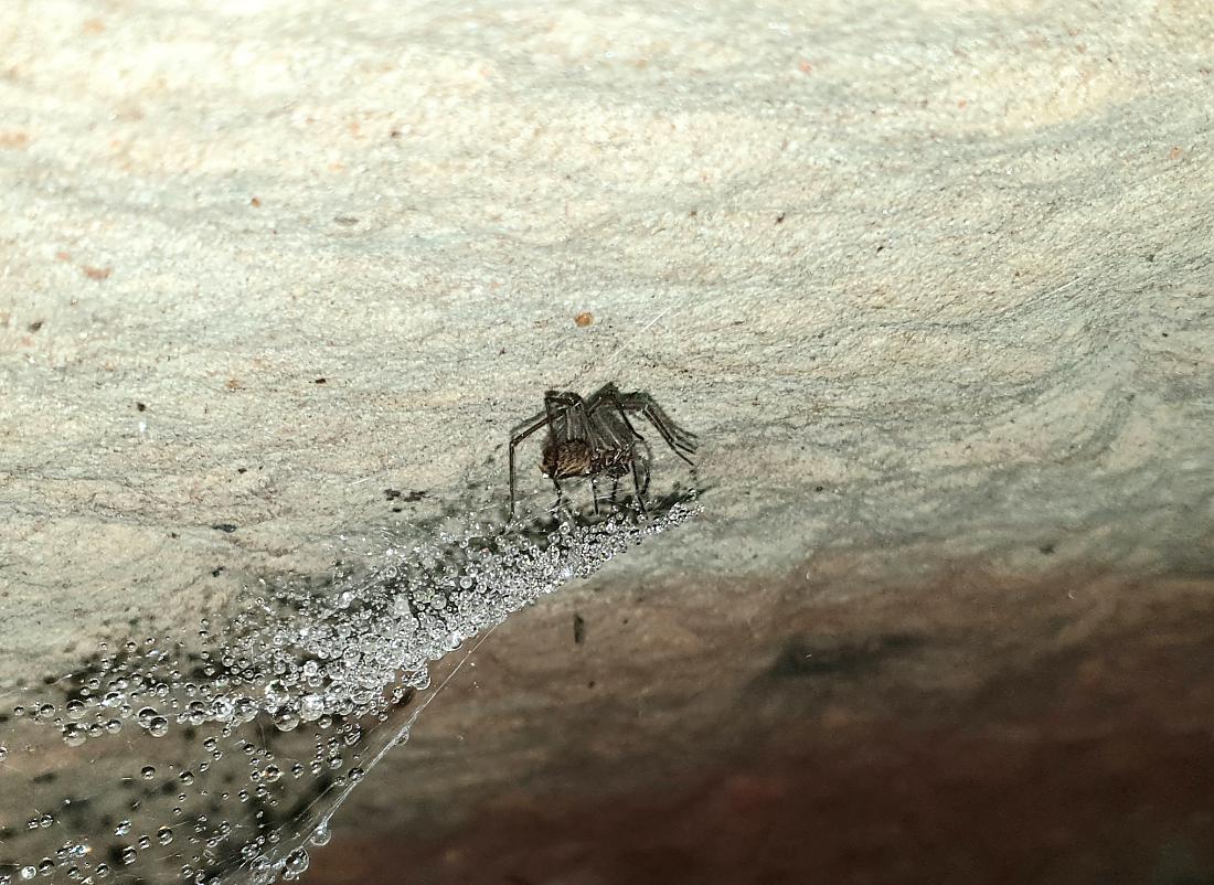 Foto: Martin Zehrer - Mystisch und geheimnisvoll... <br />
Diese uralten Gänge und Räumlichkeiten liegen unter einem Acker bzw unterhalb eines Feldweges.<br />
Weit verzweigt und teilweise eingefallen ü 