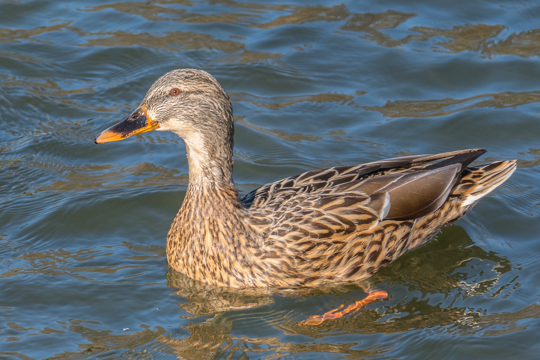 Foto: Martin Zehrer - Ein wunderschönes Stock-Entchen-Weibchen genießt die Frühlings-Sonne.<br />
Gesehen auf dem kemnather Stadtweiher am 1. März 2021 