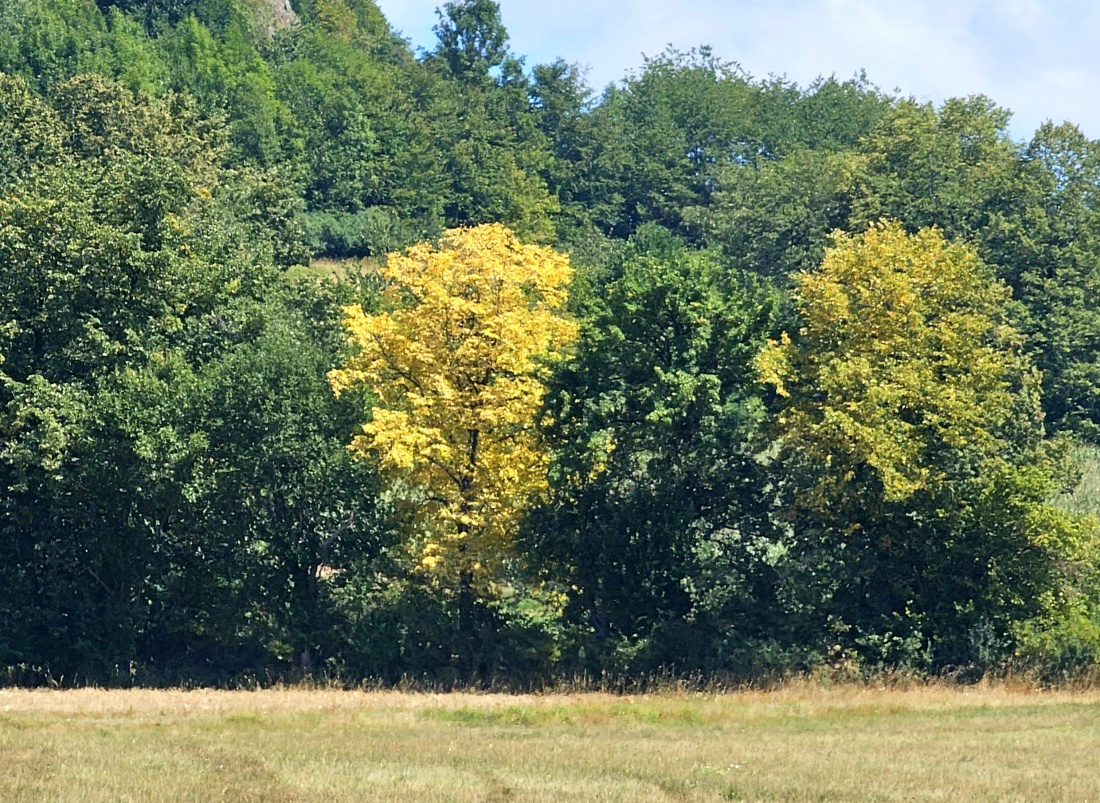 Herbstboten am Fuße des Schlossbergs Waldeck

Noch dominiert das satte Grün den Wald am Fuße des Schlossbergs Waldeck, doch einzelne Bäume zeigen bereits ihre leuchtend gelben Blätter – die ersten untrüglichen Vorboten des nahenden Herbstes. Die warmen Farbtöne setzen reizvolle Akzente in der dichten Waldlandschaft und verleihen der Natur eine besondere Ausstrahlung.

Während auf den Wiesen noch der Sommer nachklingt, beginnt sich der Wald langsam zu verwandeln. Tag für Tag hält der Herbst ein wenig mehr Einzug und taucht die Landschaft in ein immer farbenprächtigeres Kleid.

Gerade rund um den Schlossberg Waldeck lässt sich dieser Wandel der Jahreszeiten besonders eindrucksvoll erleben. Die abwechslungsreichen Laub- und Mischwälder bieten zu jeder Jahreszeit reizvolle Motive – im beginnenden Herbst jedoch entfaltet die Natur hier einen ganz besonderen Zauber.