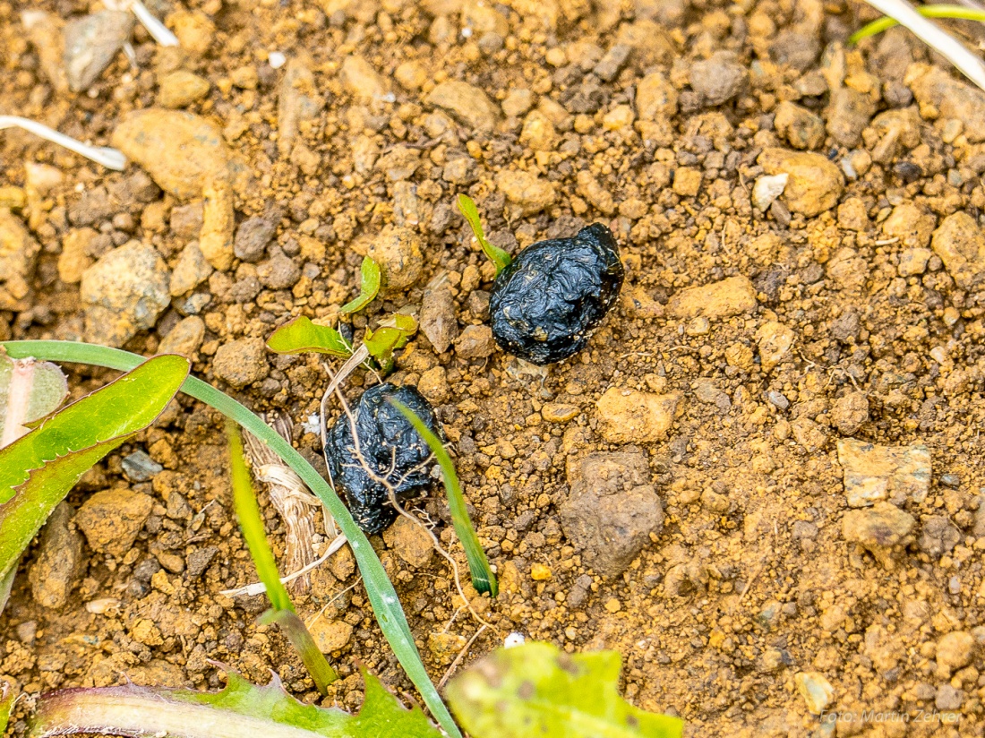 Foto: Martin Zehrer - Hinterlassenschaften eines Hasen, auf einer Wiese des Armesbergs gesehen... 