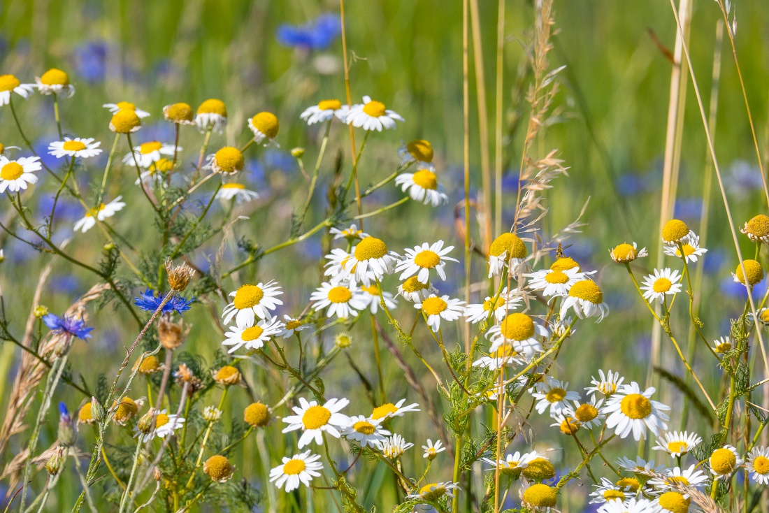 Foto: Martin Zehrer - Mitten im Sommer auf dem Armesberg droben... 