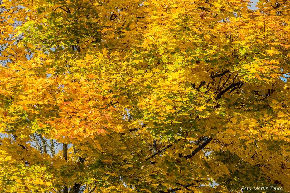 Foto: Martin Zehrer - Goldener Herbst... Nicht mehr lange bis Weihnachten... :-) 