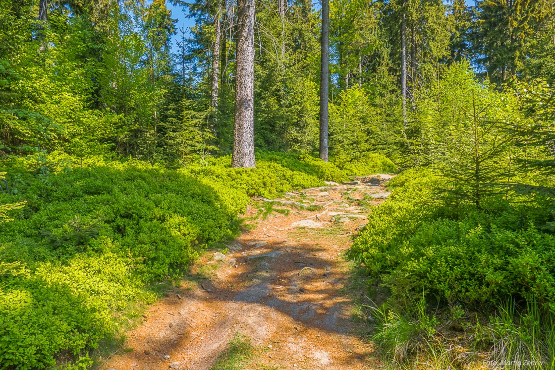 Foto: Martin Zehrer - Wenn man am Waldhaus vorbei ist, verschwindet man wieder im Steinwald und folgt dann dem Wanderweg weiter zur Platte, dort wo auch der Oberpfalzturm zu finden ist...<br />
<br />
Z 