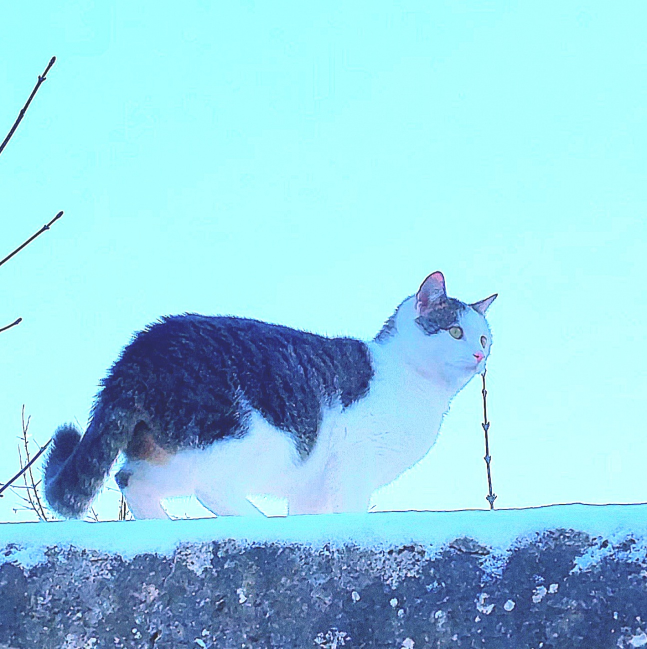 Foto: Martin Zehrer - Katze auf kemnather Stadtmauer.<br />
Kennengelernt beim Spaziergang durch Kemnath.  
