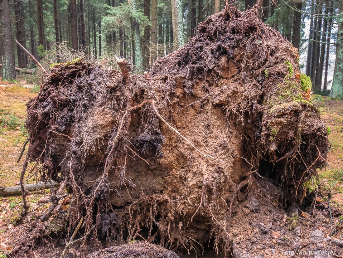 Foto: Martin Zehrer - Im Waldboden ist ein großer Stein zu erkennen, über den der Baum einst mal gewachsen war. Sollte dieser Felsblock der Grund dafür sein, dass dieser Baum keinen Halt mehr  