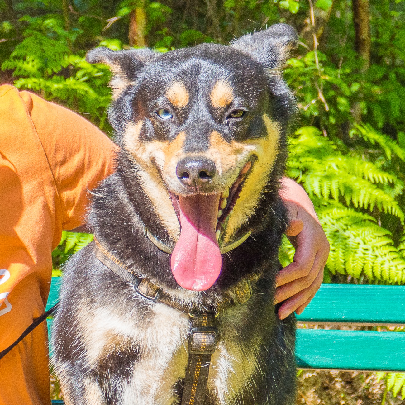 Foto: Martin Zehrer - --- VITO sucht sein Für-Immer-Zuhause! ---<br />
<br />
Rasse: Vermutlich Australian Kelpie<br />
Name: VITO<br />
Alter: Ca. 2-3 Jahre<br />
Fundort: Nähe der Sternwarte Tirschenreuth<br />
<br />
Magisch 