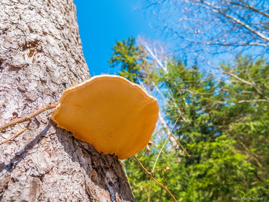 Foto: Martin Zehrer - Die Unterseite eines Baum-Schwammers... 