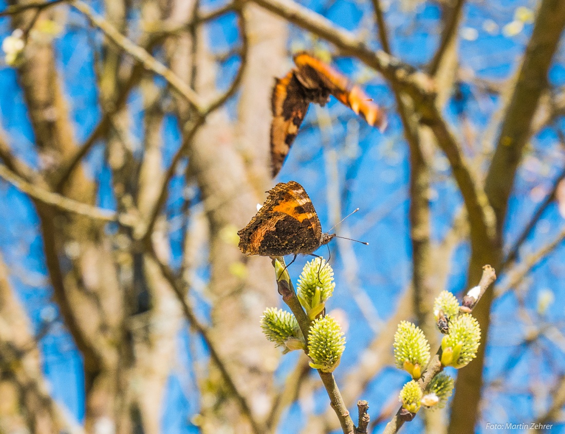 Foto: Martin Zehrer - Kaum treiben die Bäume aus, sind auch die Schmetterling zur Stelle... Nahrungsaufnahme im Frühling... 7. April 2018 