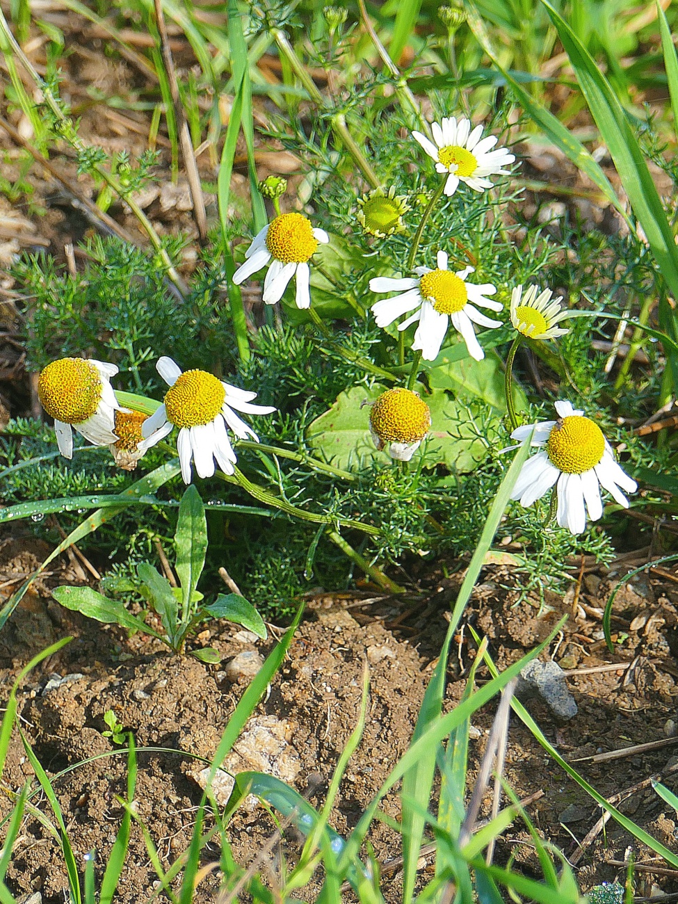 Foto: Martin Zehrer - Blumen in Godas am 30. Oktober 2023 