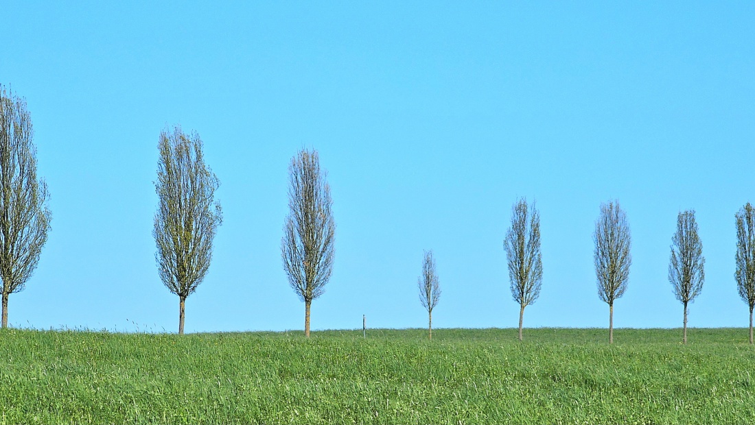 Baumreihe, oben am Läufer, bei Oberndorf...