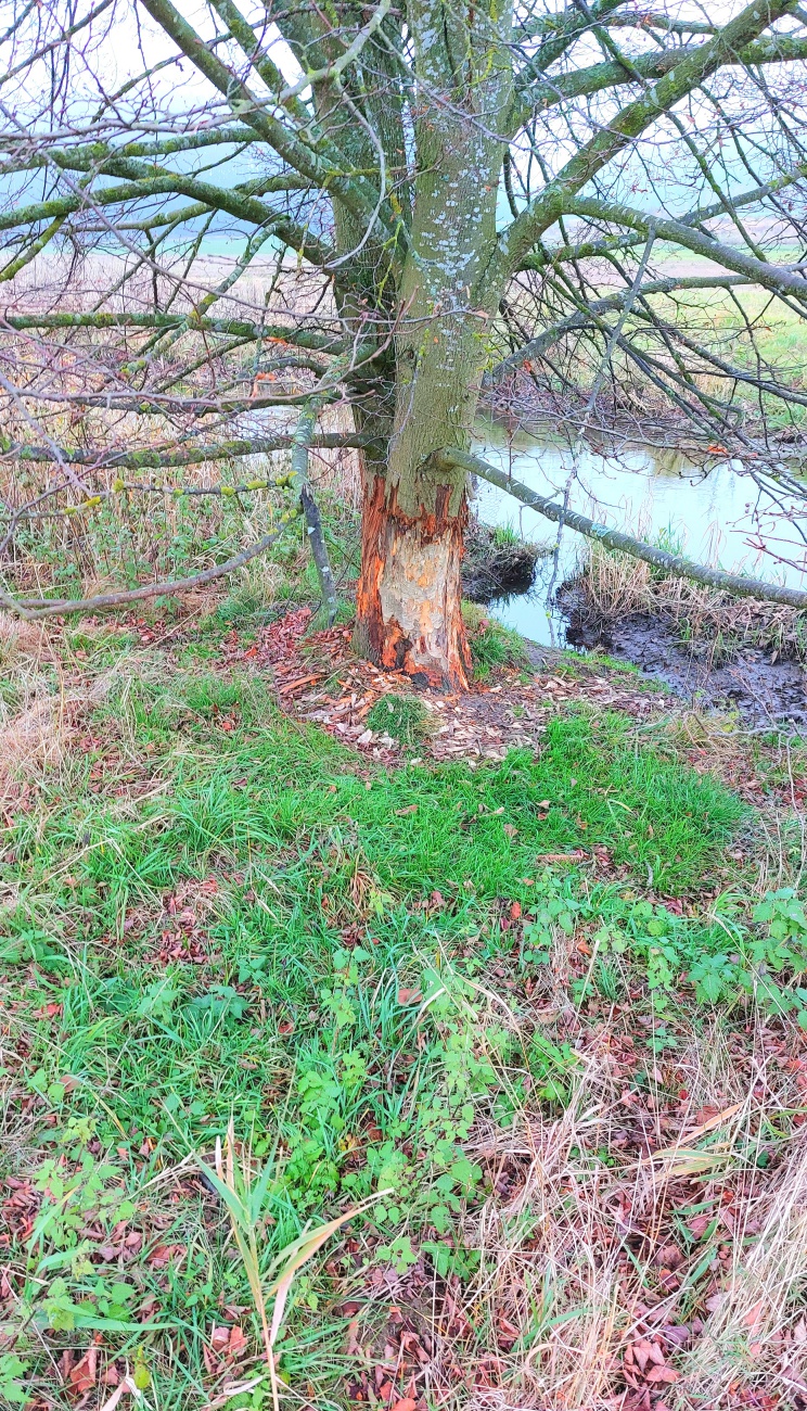 Foto: Martin Zehrer - Hier plant der Biber wohl eine neue Sperre für den Bachlauf.<br />
 