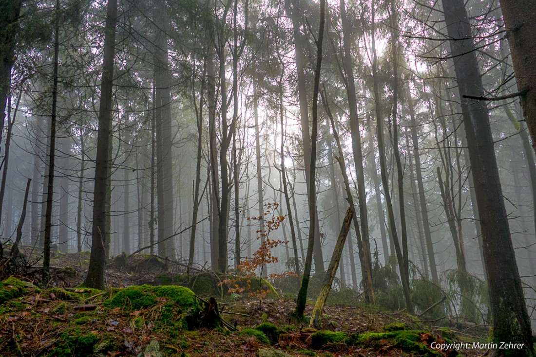 Foto: Martin Zehrer - Nebel im Wald zur Kösseine hoch... 20. Dezember 2015 