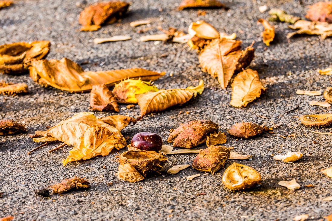 Foto: Martin Zehrer - Die Kastanien fallen vom Baum und platzen auf... 