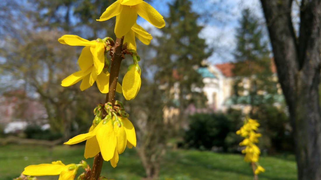 Foto: Martin Zehrer - Frühling in Weiden... 