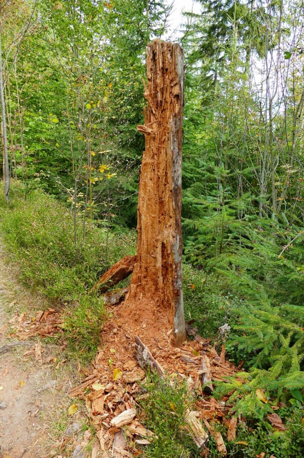 Foto: Martin Zehrer - Wandern im Steinwald<br />
<br />
Zerfallener Baumstamm am Wegesrand 