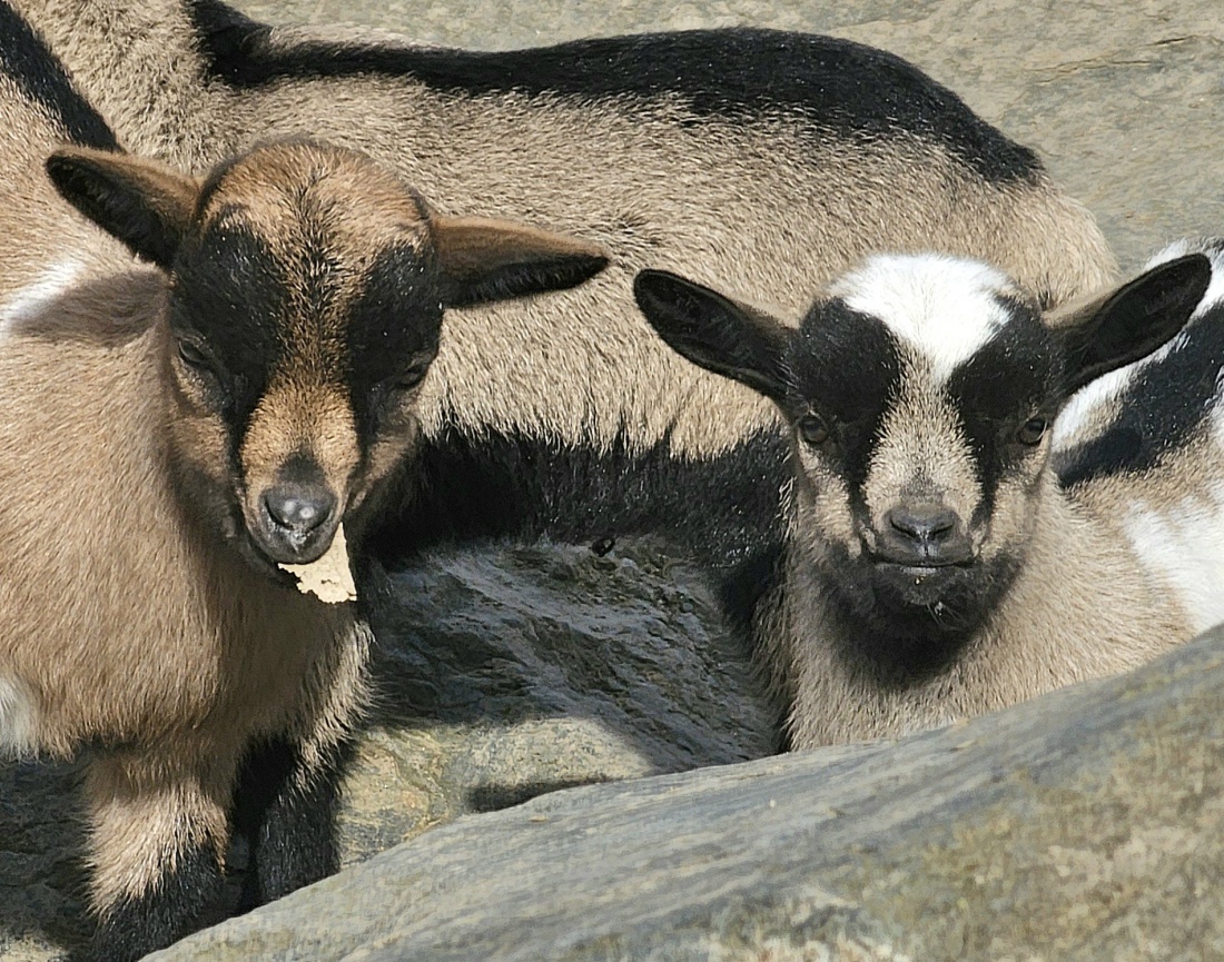 Lebensfrohe, junge Ziegen... Zuckersüß im Zoo von Hof.
