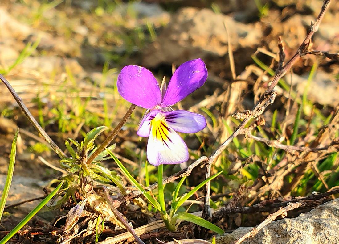 Foto: Martin Zehrer - Blümchen auf dem Feldweg - Stark gegen den Frost. Gefunden bei der Winterwanderung von Ölbrunn nach Hermannsreuth am 30. November  2020. 