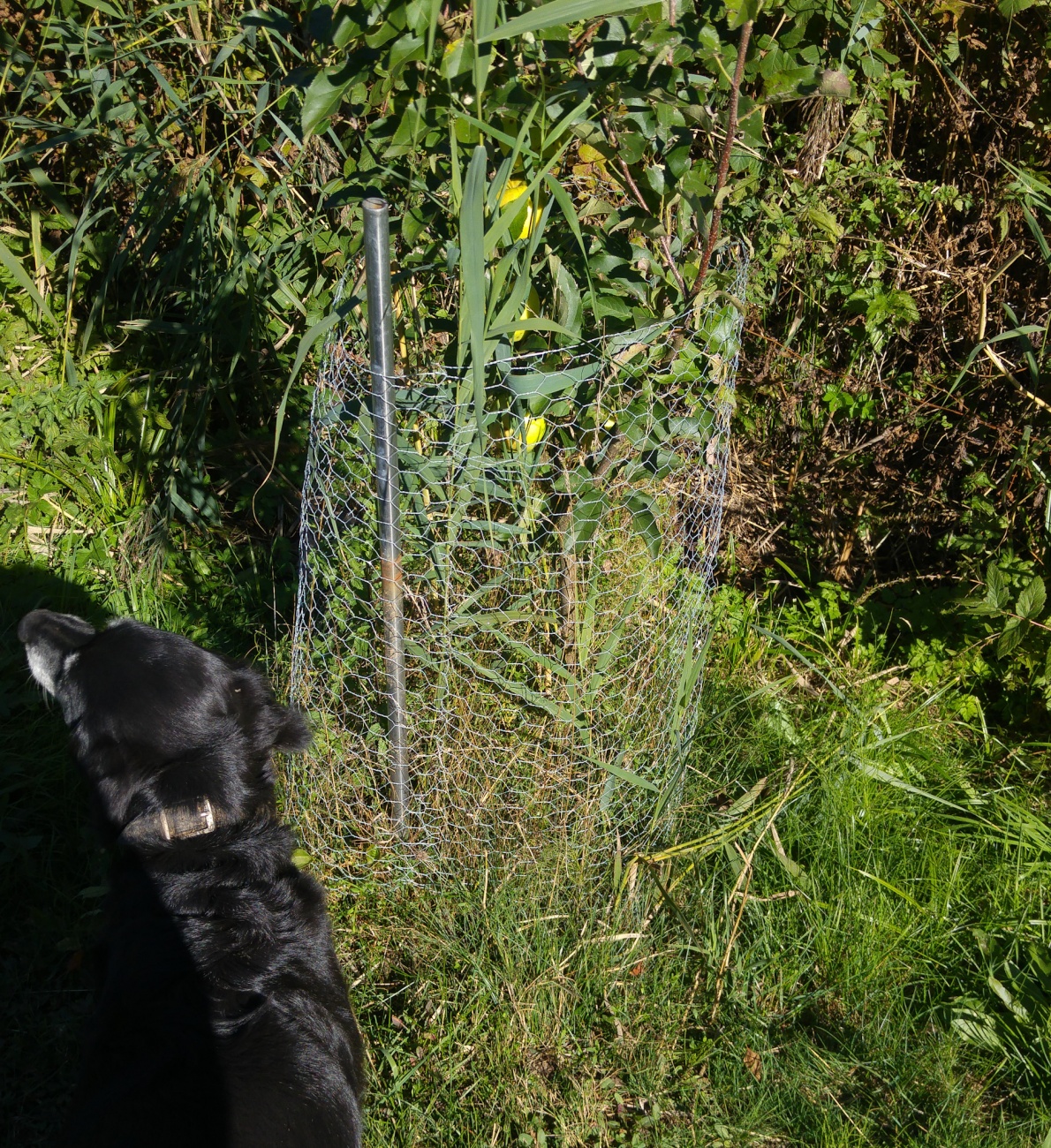 Foto: Martin Zehrer - Kaum zu erkennen... ein einjähriger Apfelbaum trägt bereits mehrere prachtvolle Äpfel an seinen dünnen Ästen. Siehe nächstes Foto!<br />
<br />
Mit dabei: Hundedame Paula ;-) 