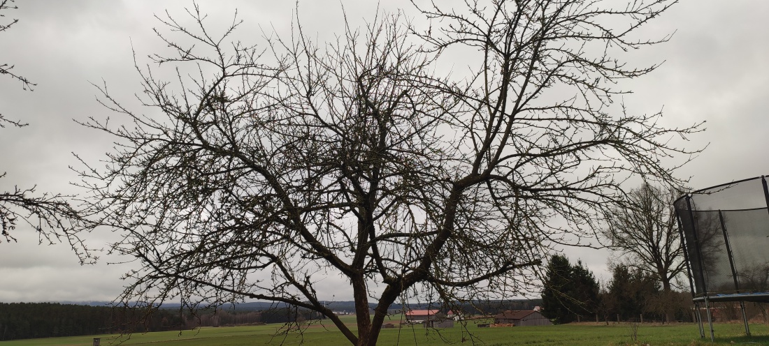 Foto: Stefan Heining - Apfelbaum, der 10 Jahre nicht gepflegt wurde vor dem Schnitt. 