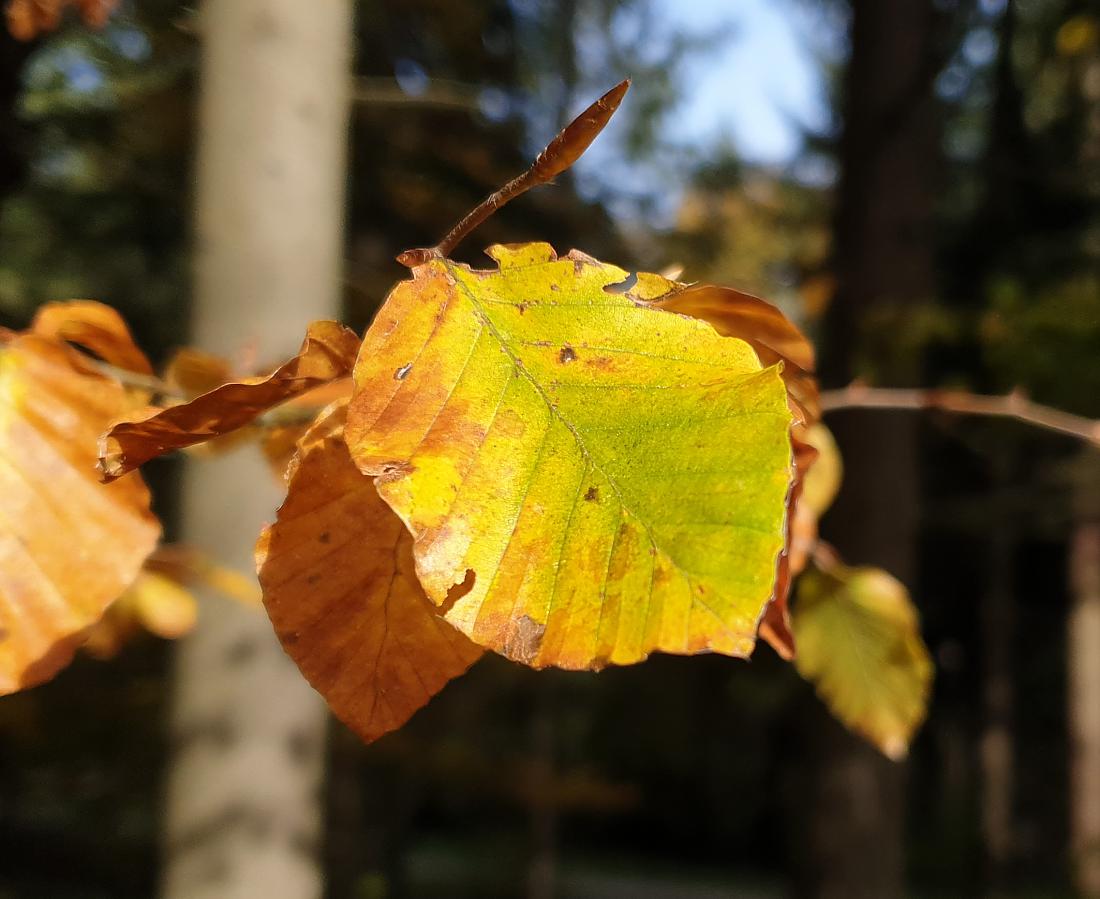 Foto: Martin Zehrer - Der Herbst ist in den Steinwald eingezogen...<br />
<br />
20.10.2020 
