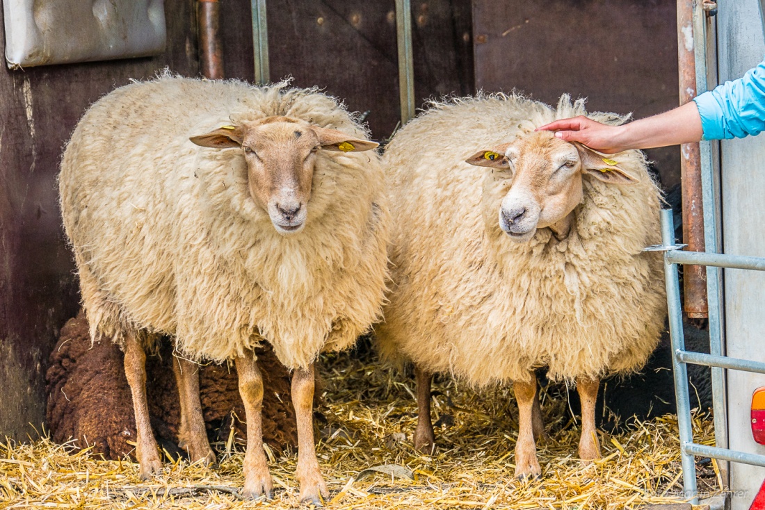 Foto: Martin Zehrer - Määähhhh... :-) Auch Schafe waren auf dem Bulldogtreffen von Kirchenpingarten. Wie man sehen kann, wurden sie mit viel Liebe beschenkt!!! ;-) 