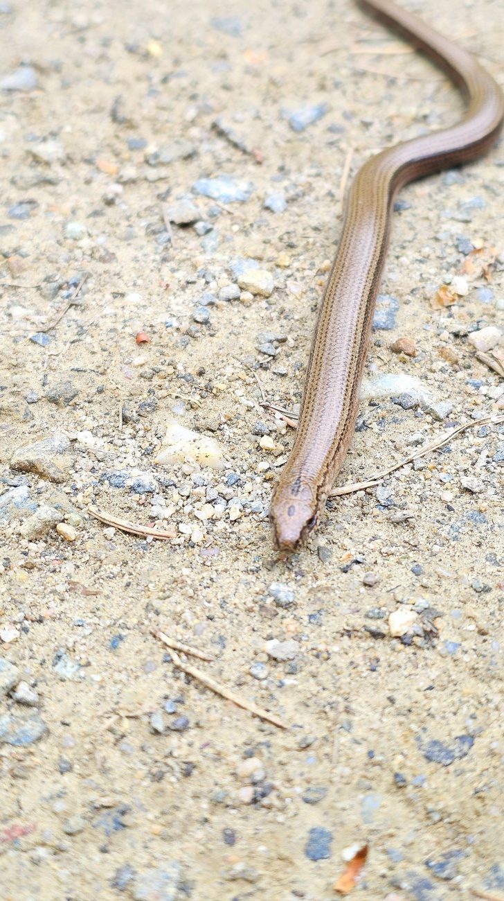 Eine Blindschleiche auf einem Waldweg bei Hessenreuth.

Eine Eidechse ist ein kleines bis mittelgroßes Reptil (Kriechtier). Sie gehört zur Ordnung der Schuppenkriechtiere (Reptilien) und hat typische Merkmale wie:

einen langen Schwanz

eine schuppige Haut

meist vier Beine

die Fähigkeit, sich schnell zu bewegen und zu sonnen.

Viele Eidechsen können ihren Schwanz abwerfen, wenn sie bedroht werden – dieser wächst später wieder nach.
Eidechsen leben vor allem in warmen Gebieten und ernähren sich meistens von Insekten und kleinen Tieren.