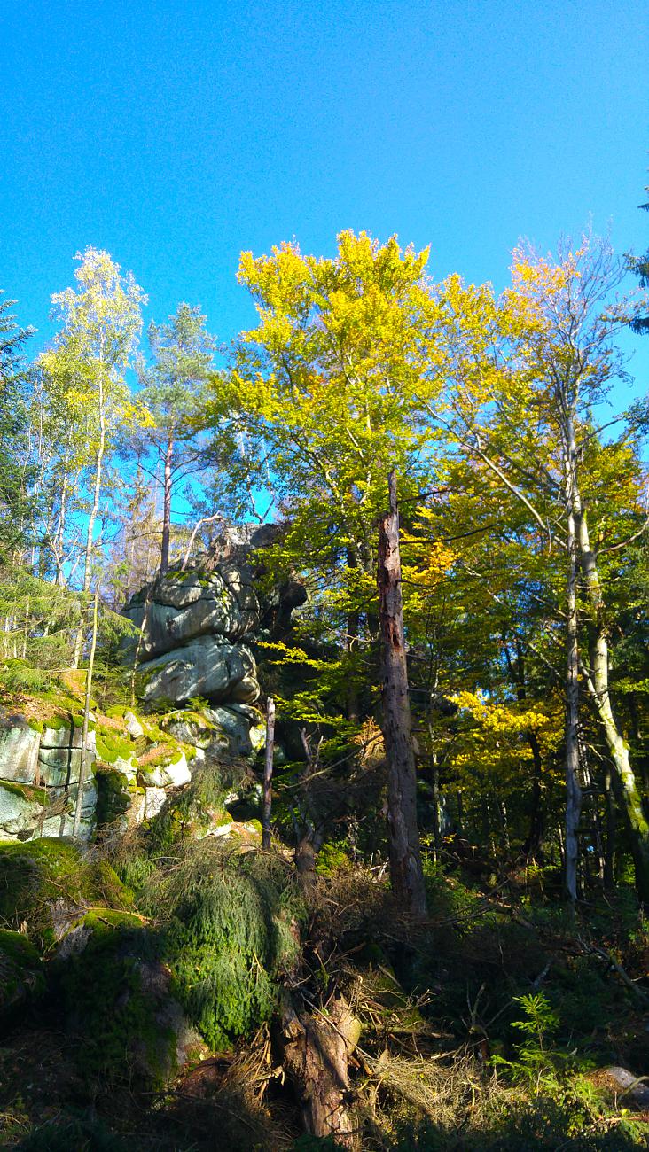 Foto: Martin Zehrer - Vormittags-Wanderung in den Steinwald. Der goldene Herbst ist mit ca. 22 Grad Temperatur, blauem Himmel und kräftigen Sonnenschein zurück...<br />
<br />
13.10.2019 