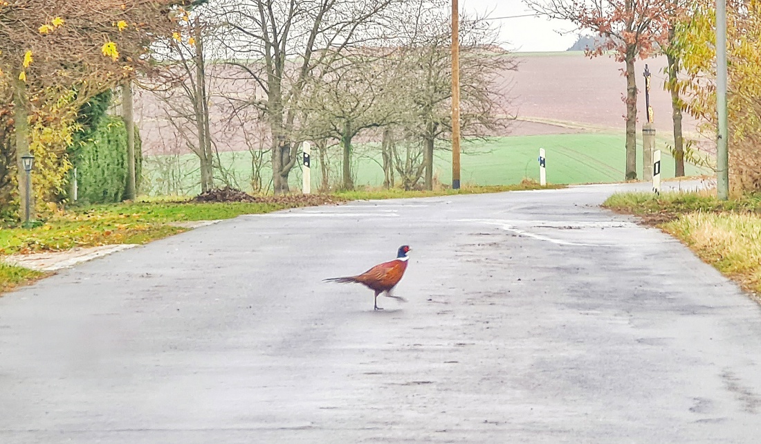 Foto: Jennifer Müller - Fasan zwischen Köglitz und Reuth... fast vor der Haustür eines Jägers ;-) 