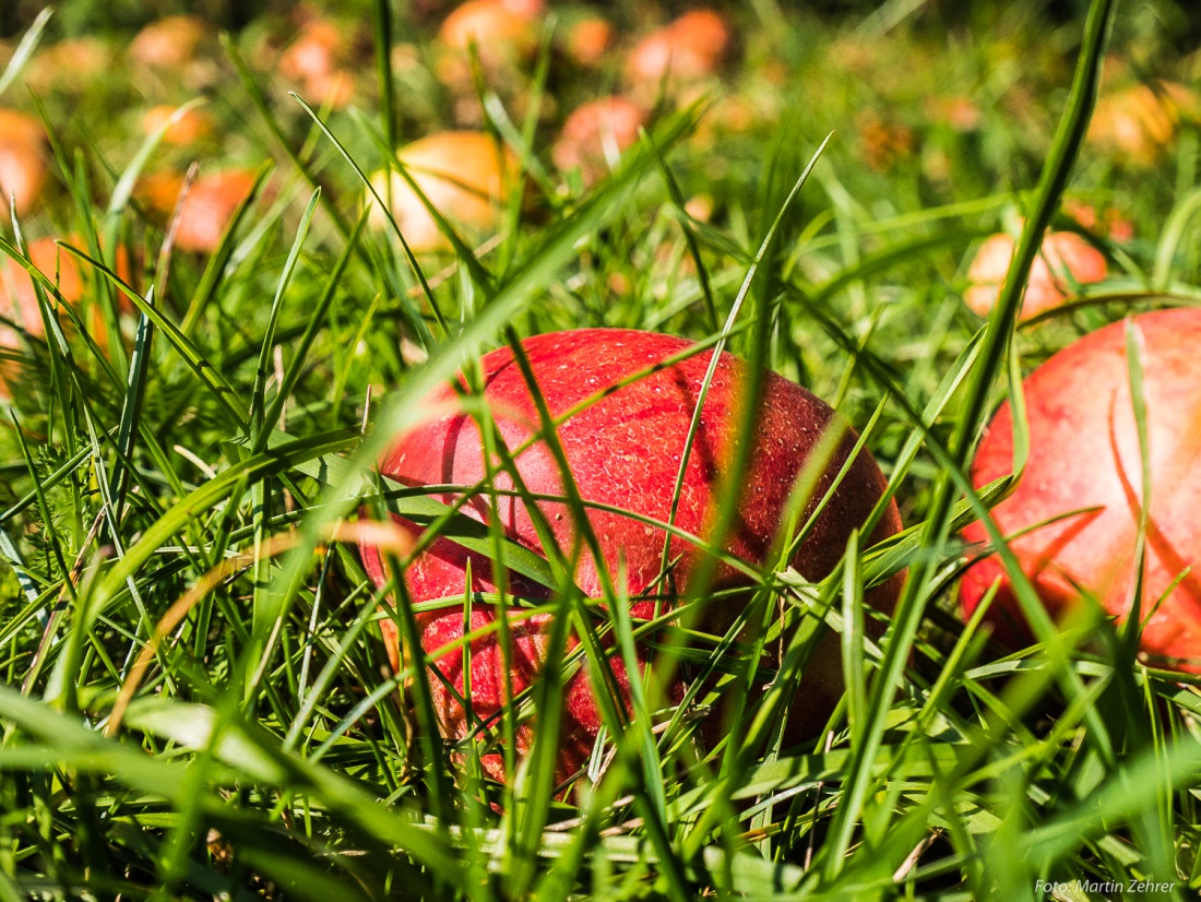 Foto: Martin Zehrer - Apfel in der Wiese... Gesehen während der Radtour nach Godas! ;-)<br />
<br />
28. September 2018<br />
<br />
PS: Es roch hier nach Most ohne Ende! 